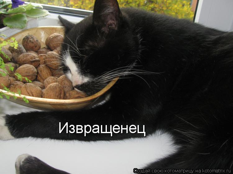 Извращенец... Котоматрица: Извращенец