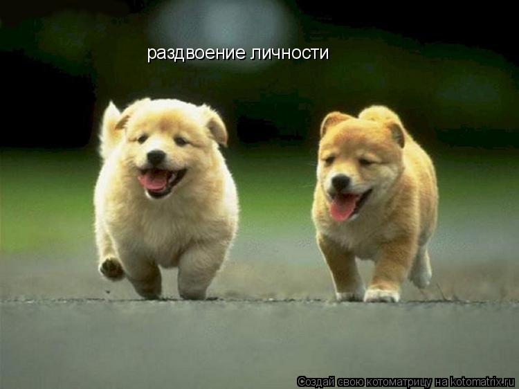 раздвоение личности... Котоматрица: раздвоение личности