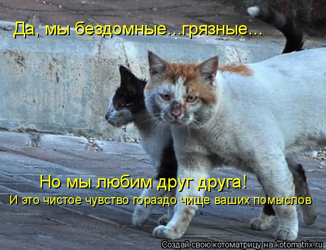Да, мы бездомные...грязные... Но мы любим друг друга! И это чистое чувство гораздо чище ваших помысло... Котоматрица: Да, мы бездомные...грязные... Но мы любим друг друга! И это чистое чувство гораздо чище ваших помыслов