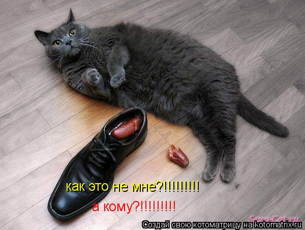 как это не мне?!!!!!!!!! а кому?!!!!!!!!!... Котоматрица: как это не мне?!!!!!!!!! а кому?!!!!!!!!!