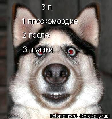 1.плоскомордие 3.п 2.после 3.пьянки... Котоматрица: 1.плоскомордие 3.п 2.после 3.пьянки