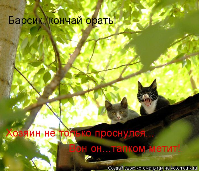 Барсик, кончай орать! Хозяин не только проснулся... Вон он...тапком метит!... Котоматрица: Барсик, кончай орать! Хозяин не только проснулся... Вон он...тапком метит!
