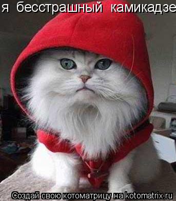 я бесстрашный камикадзе!!!!... Котоматрица: я бесстрашный камикадзе!!!!