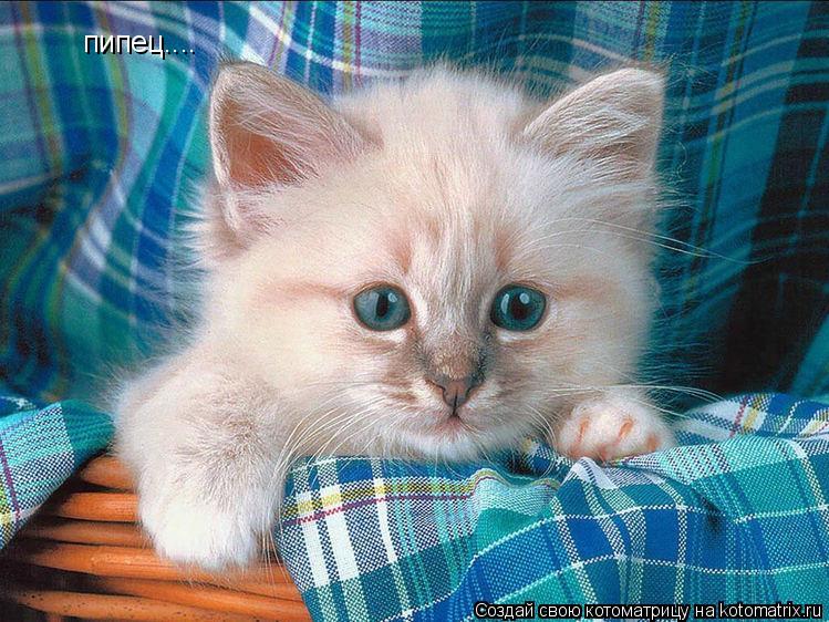 пипец....... Котоматрица: пипец....