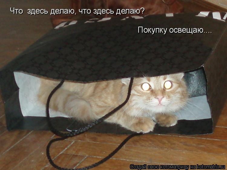 Что здесь делаю, что здесь делаю? Покупку освещаю....... Котоматрица: Что здесь делаю, что здесь делаю? Покупку освещаю....