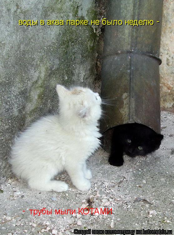 воды в аква парке не было неделю трубы мыли КОТАМИ - -... Котоматрица: воды в аква парке не было неделю трубы мыли КОТАМИ - -