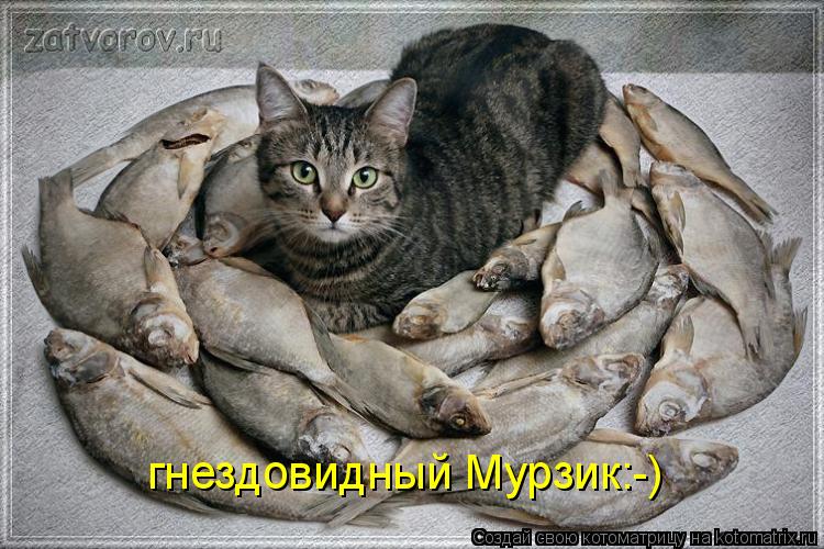 гнездовидный Мурзик:-)... Котоматрица: гнездовидный Мурзик:-)