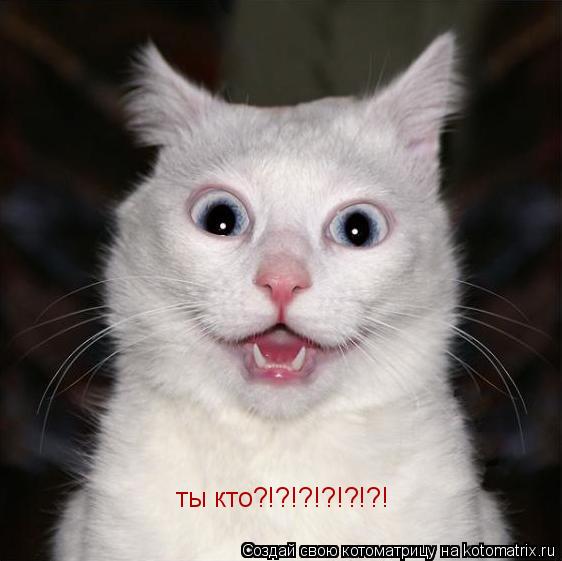 ты кто?!?!?!?!?!?!... Котоматрица: ты кто?!?!?!?!?!?!