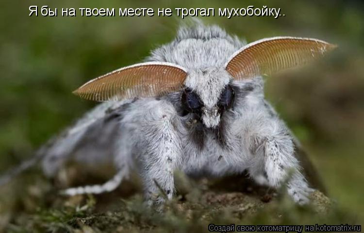 Я бы на твоем месте не трогал мухобойку..... Котоматрица: Я бы на твоем месте не трогал мухобойку..