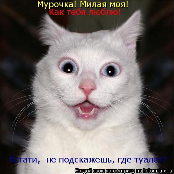 Мурочка! Милая моя! Как тебя люблю! Кстати, не подскажешь, где туалет?... Котоматрица: Мурочка! Милая моя! Как тебя люблю! Кстати, не подскажешь, где туалет?