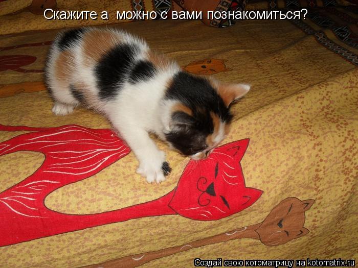 Скажите а можно с вами познакомиться?... Котоматрица: Скажите а можно с вами познакомиться?