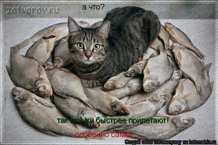 а что? так птички быстрее прилетают! особенно самки...... Котоматрица: а что? так птички быстрее прилетают! особенно самки...