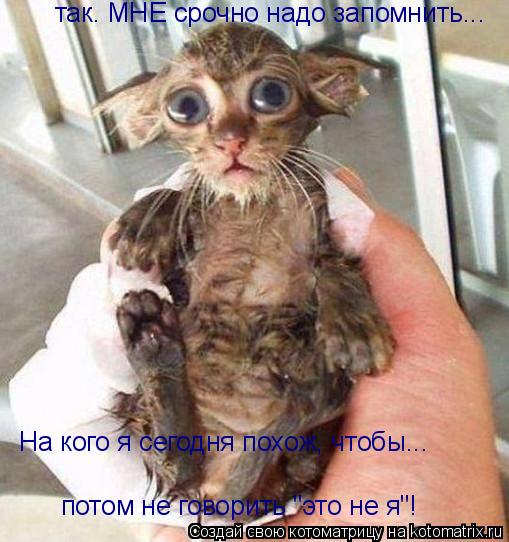 так. МНЕ срочно надо запомнить... На кого я сегодня похож, чтобы... потом не говорить "это не я"!... Котоматрица: так. МНЕ срочно надо запомнить... На кого я сегодня похож, чтобы... потом не говорить "это не я"!