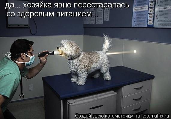 да... хозяйка явно перестаралась со здоровым питанием...... Котоматрица: да... хозяйка явно перестаралась со здоровым питанием...