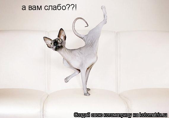 а вам слабо??!... Котоматрица: а вам слабо??!