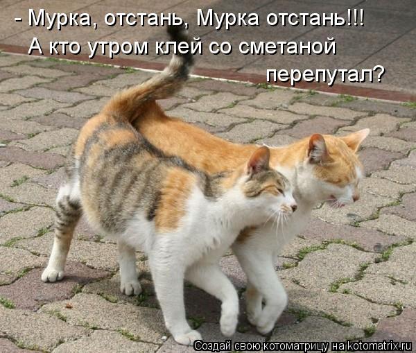 - Мурка, отстань, Мурка отстань!!! А кто утром клей со сметаной перепутал?... Котоматрица: - Мурка, отстань, Мурка отстань!!! А кто утром клей со сметаной перепутал?