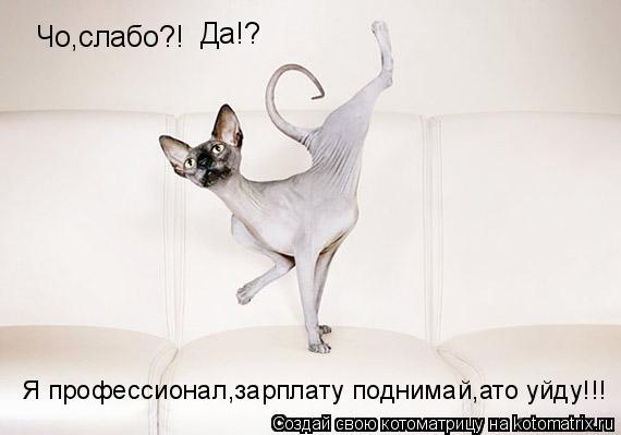 Чо,слабо?! Да!? Я профессионал,зарплату поднимай,ато уйду!!!... Котоматрица: Чо,слабо?! Да!? Я профессионал,зарплату поднимай,ато уйду!!!