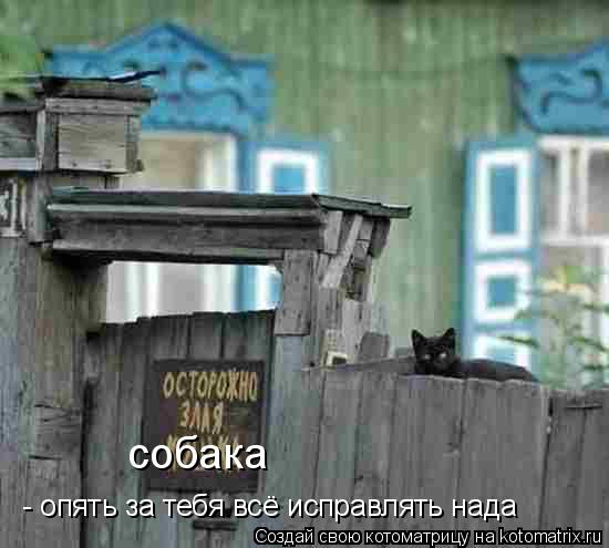 собака - опять за тебя всё исправлять нада... Котоматрица: собака - опять за тебя всё исправлять нада