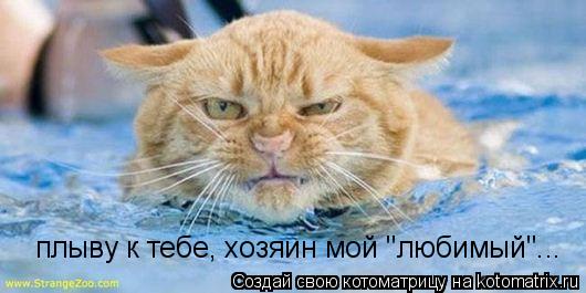 плыву к тебе, хозяин мой "любимый"...... Котоматрица: плыву к тебе, хозяин мой "любимый"...