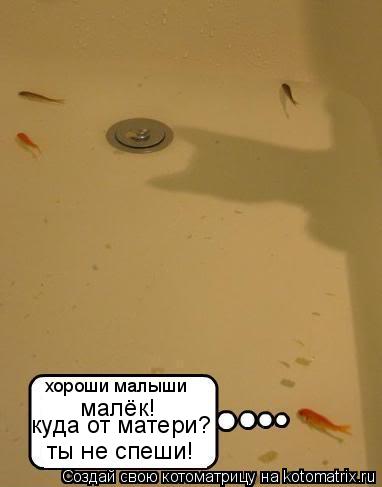 хороши малыши малёк! куда от матери? ты не спеши!... Котоматрица: хороши малыши малёк! куда от матери? ты не спеши!