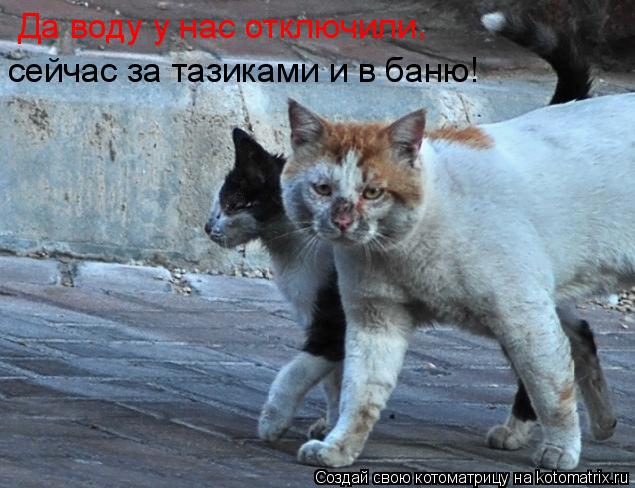Да воду у нас отключили , сейчас за тазиками и в баню!... Котоматрица: Да воду у нас отключили , сейчас за тазиками и в баню!