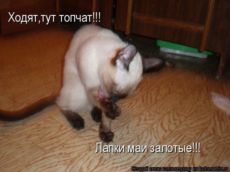Ходят,тут топчат!!! Лапки маи залотые!!!... Котоматрица: Ходят,тут топчат!!! Лапки маи залотые!!!