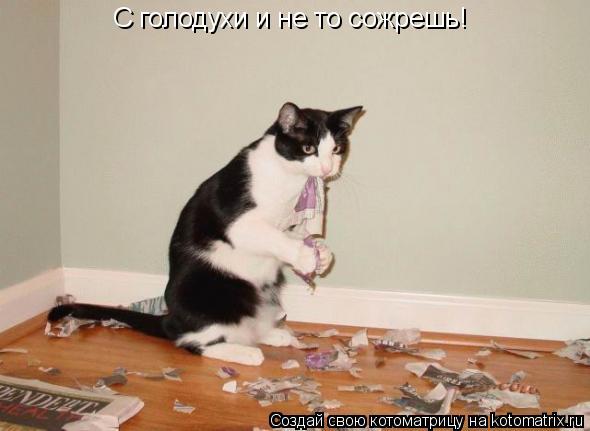 С голодухи и не то сожрешь!... Котоматрица: С голодухи и не то сожрешь!