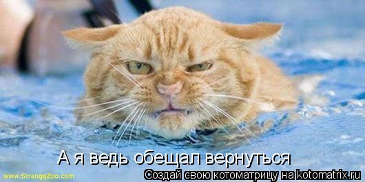 А я ведь обещал вернуться... Котоматрица: А я ведь обещал вернуться