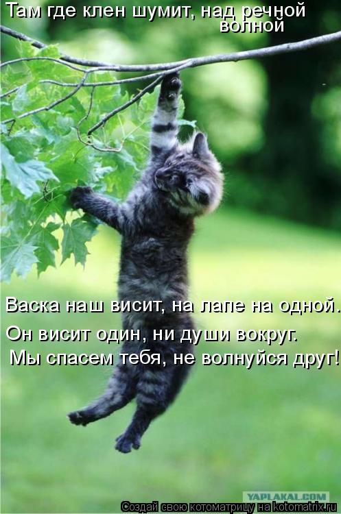 Там где клен шумит, над речной волной Мы спасем тебя, не волнуйся друг! Он висит один, ни души вокруг... Котоматрица: Там где клен шумит, над речной волной Мы спасем тебя, не волнуйся друг! Он висит один, ни души вокруг. Васка наш висит, на лапе на одной.