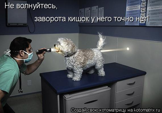 Не волнуйтесь, заворота кишок у него точно нет!... Котоматрица: Не волнуйтесь, заворота кишок у него точно нет!