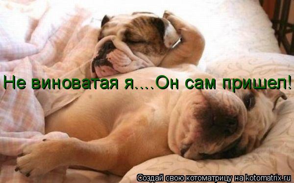 Не виноватая я....Он сам пришел!... Котоматрица: Не виноватая я....Он сам пришел!