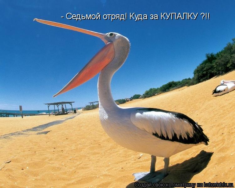 - Седьмой отряд! Куда за КУПАЛКУ ?!!... Котоматрица: - Седьмой отряд! Куда за КУПАЛКУ ?!!