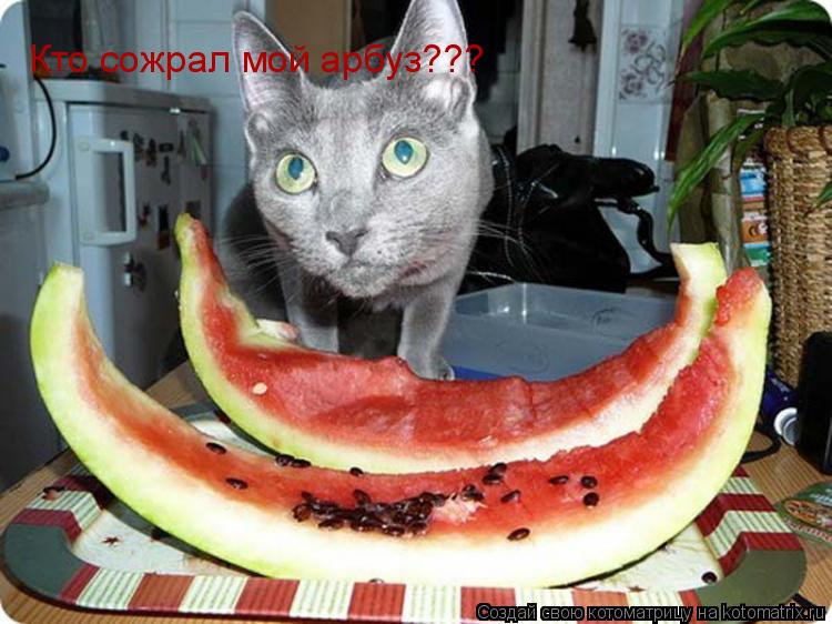 Кто сожрал мой арбуз???... Котоматрица: Кто сожрал мой арбуз???