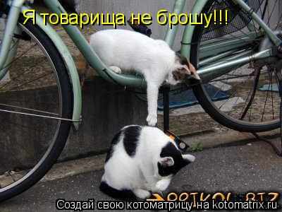 Я товарища не брошу!!!... Котоматрица: Я товарища не брошу!!!