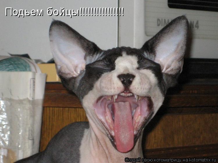 Подьем бойцы!!!!!!!!!!!!!!!!... Котоматрица: Подьем бойцы!!!!!!!!!!!!!!!!