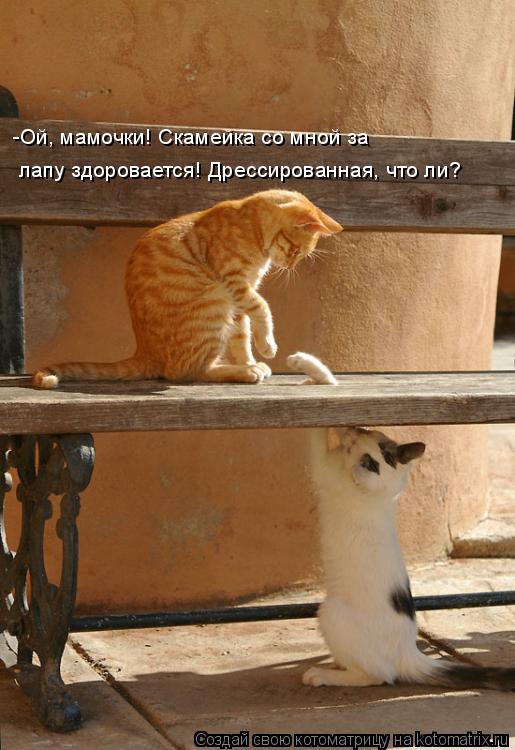 Котоматрица: -Ой, мамочки! Скамейка со мной за  лапу здоровается! Дрессированная, что ли?