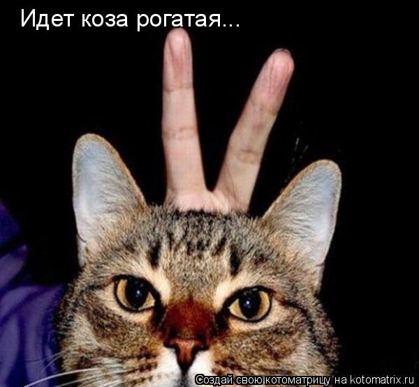 Идет коза рогатая...... Котоматрица: Идет коза рогатая...