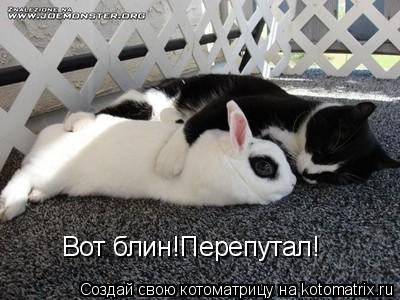 Вот блин!Перепутал!... Котоматрица: Вот блин!Перепутал!