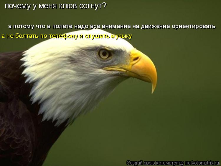 почему у меня клюв согнут? а потому что в полете надо все внимание на движение ориентировать а не бол... Котоматрица: почему у меня клюв согнут? а потому что в полете надо все внимание на движение ориентировать а не болтать по телефону и слушать музыку