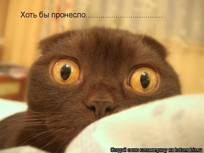 Хоть бы пронесло....................................... Котоматрица: Хоть бы пронесло....................................