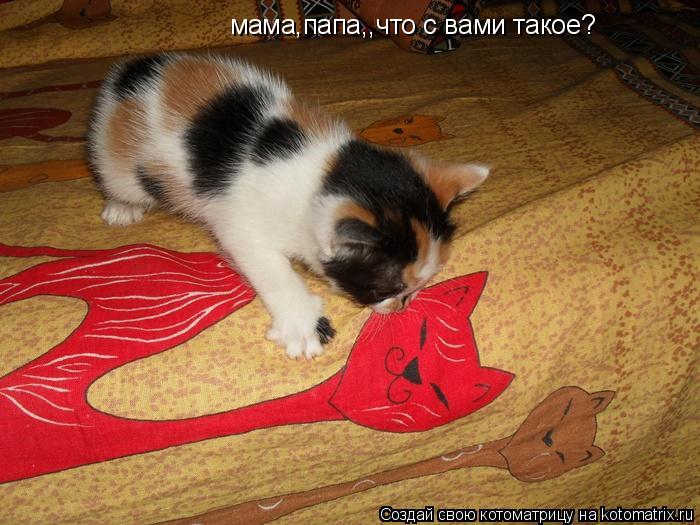 мама,папа,,что с вами такое?... Котоматрица: мама,папа,,что с вами такое?