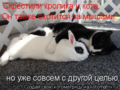 но уже совсем с другой целью. Он также охотится за мышами, Скрестили кролика и кота.... Котоматрица: но уже совсем с другой целью. Он также охотится за мышами, Скрестили кролика и кота.