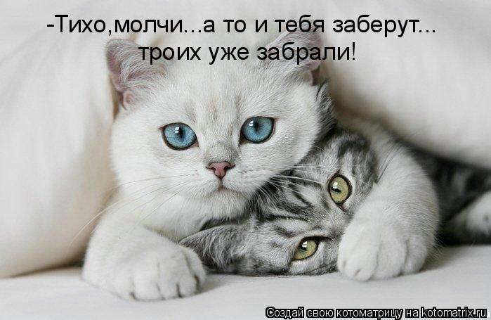 -Тихо,молчи...а то и тебя заберут... троих уже забрали!... Котоматрица: -Тихо,молчи...а то и тебя заберут... троих уже забрали!