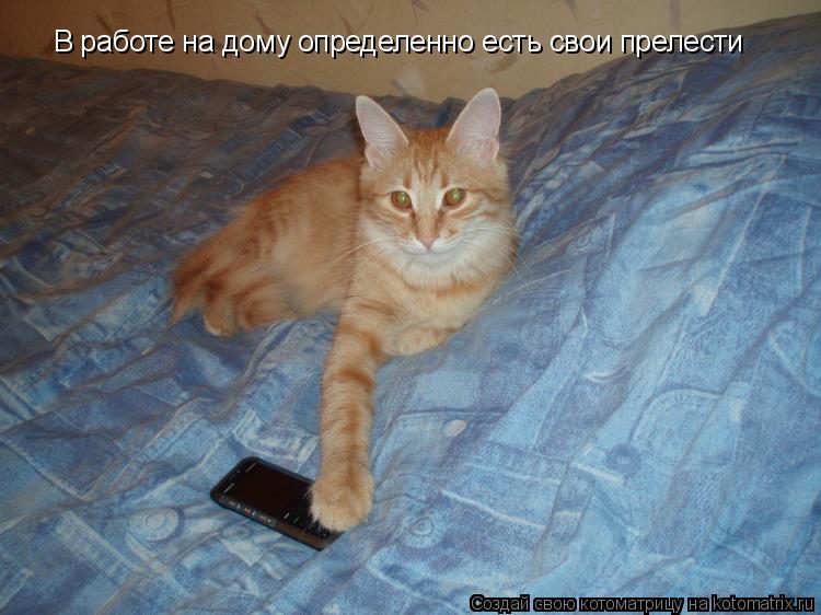 В работе на дому определенно есть свои прелести... Котоматрица: В работе на дому определенно есть свои прелести