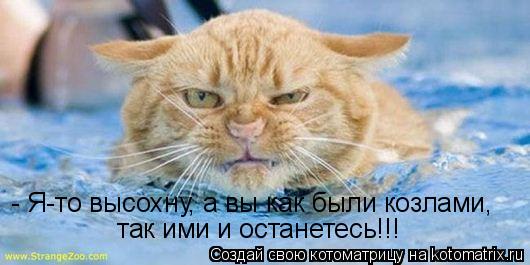 - Я-то высохну, а вы как были козлами, так ими и останетесь!!!... Котоматрица: - Я-то высохну, а вы как были козлами, так ими и останетесь!!!