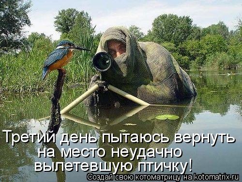 Котоматрица: Третий день пытаюсь вернуть на место неудачно вылетевшую птичку!
