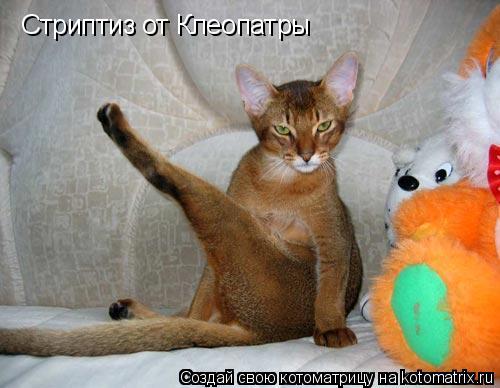 Стриптиз от Клеопатры... Котоматрица: Стриптиз от Клеопатры