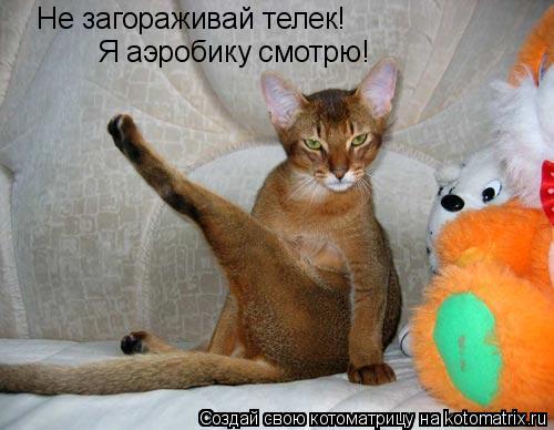 Не загораживай телек! Я аэробику смотрю!... Котоматрица: Не загораживай телек! Я аэробику смотрю!