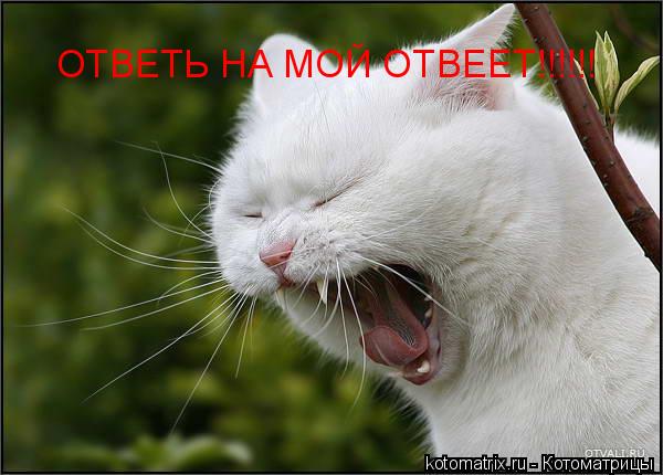 ОТВЕТЬ НА МОЙ ОТВЕЕТ!!!!!!... Котоматрица: ОТВЕТЬ НА МОЙ ОТВЕЕТ!!!!!!