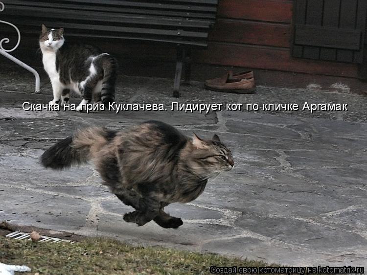 Скачка на приз Куклачева. Лидирует кот по кличке Аргамак... Котоматрица: Скачка на приз Куклачева. Лидирует кот по кличке Аргамак
